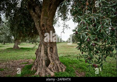 Uliveto di olive picual in Spagna prima della raccolta in inverno. Foto Stock