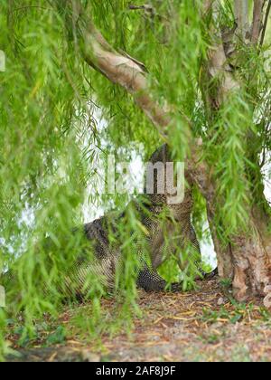 L'elemento di monitoraggio presenza acqua Lizard tra alberi sul Lago di Jurong, Singapore Foto Stock