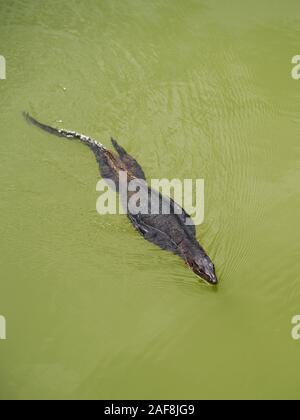 L'elemento di monitoraggio presenza acqua Lizard nuotare nel lago sinfonica a Singapore Botanic Gardens Foto Stock