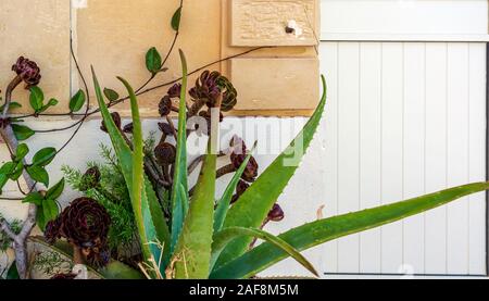 Aeonium arboreum 'Velour' fiori che crescono nei pressi di una casa in Gozo Foto Stock