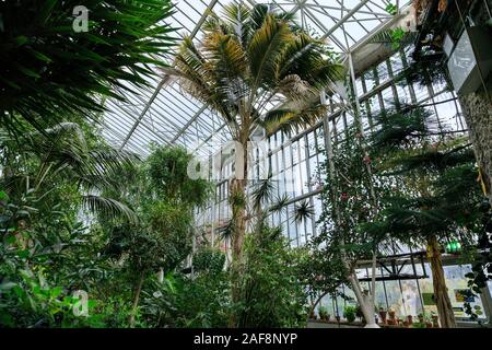 Conservatorio di Barbican, interna con tetto in vetro giardini interni con Esotiche piante tropicali presso il Barbican Centre di Londra, Regno Unito Foto Stock