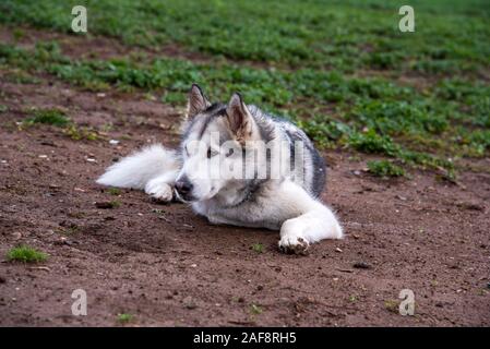 Alaskan Malamute Cane, esecuzione di felice al Park di Roma. Foto Stock