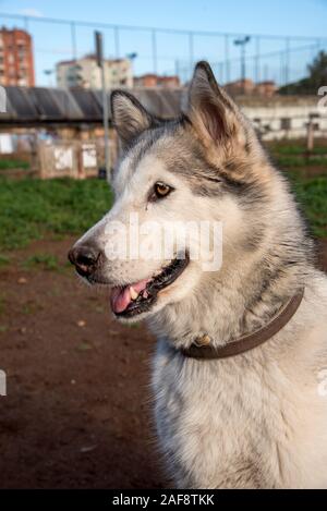 Alaskan Malamute Cane, esecuzione di felice al Park di Roma. Foto Stock