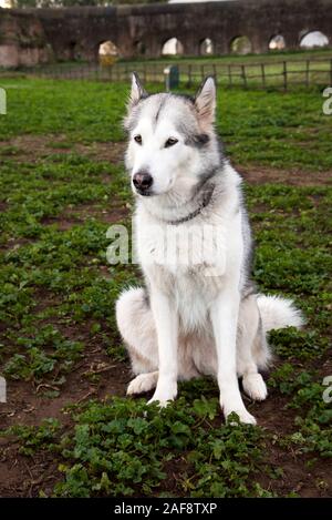 Alaskan Malamute Cane, esecuzione di felice al Park di Roma. Foto Stock