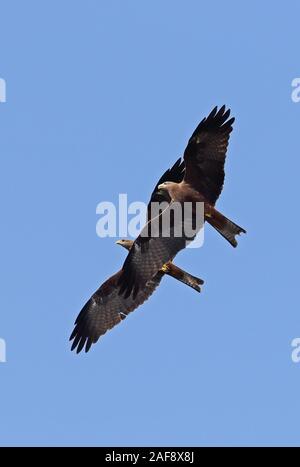 Nibbio bruno (Milvus migrans) parasitus coppia in volo la visualizzazione di Murchison Falls National Park, Uganda Novembre Foto Stock