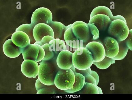 Batteri MRSA, SEM Foto Stock