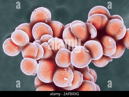 Batteri MRSA, SEM Foto Stock