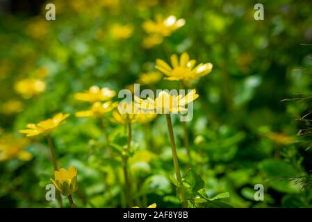 Anemone giallo fiori su uno sfondo sfocato, presi durante una soleggiata mattina di primavera a Kyoto, Giappone Foto Stock