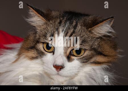 Gatto legno norvegese close up Foto Stock