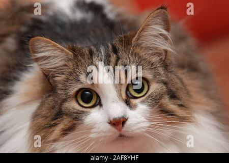 Gatto legno norvegese close up Foto Stock