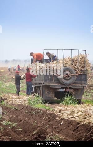 Lavoratori di canna da zucchero di canna raccolta in un campo in El Salvador, America Centrale Foto Stock