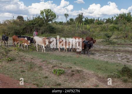 Tanzania. Maasai uomo alla guida di bestiame Home nel tardo pomeriggio. Nord Area del Serengeti. Foto Stock