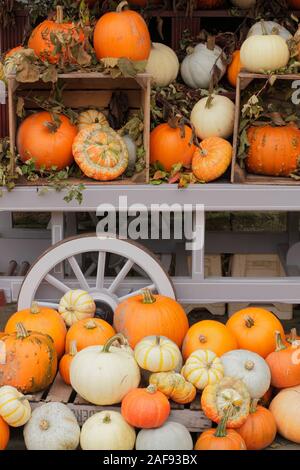 La Cucurbita pepo. Un display di zucche e squash in autunno - ottobre. Regno Unito Foto Stock