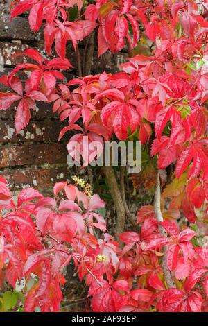 Impianti di arrampicata. Parthenocissus quinquefolia; autunno rosso cinque-foglie a punta di Virginia superriduttore in contrasto con una pianta verde di arrampicata su un muro. REGNO UNITO Foto Stock