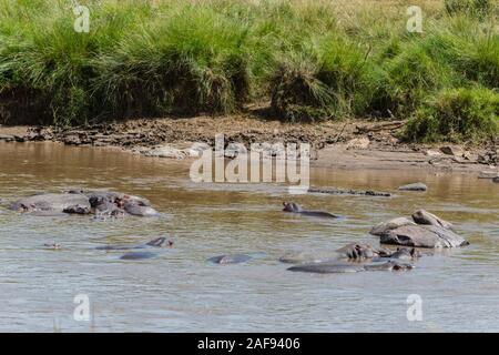 Tanzania. Serengeti. Crocodile nuoto passato ippopotami in fiume di Mara. Foto Stock