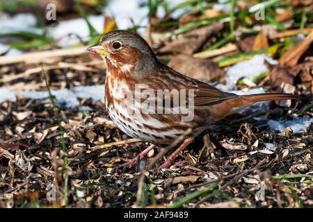 Fox sparrow avanzamento sul terreno in Dicembre Foto Stock