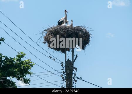 Famiglia di cicogne bianche sul loro nido di alta closeup sulla sommità del pilastro elettrico Foto Stock