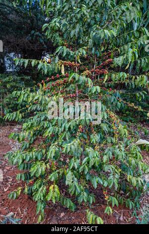 Tanzania, Karatu. Albero di caffè con bacche (ciliege), Arabica, Acacia Farm Lodge. Foto Stock