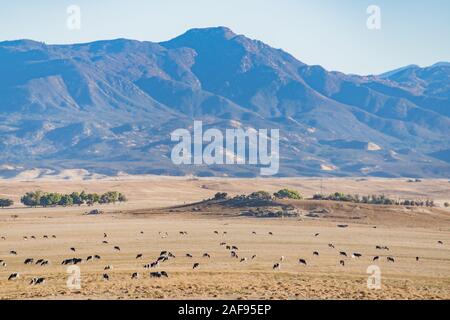 Mucca sulla Pacific Crest Trail a Warner Springs, California Foto Stock