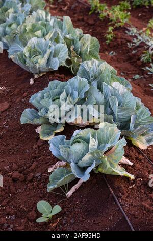 Tanzania, Karatu. Coltivazione di cavolo con irrigazione a goccia, Acacia Farm Lodge. Foto Stock