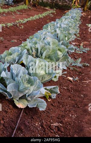 Tanzania, Karatu. Coltivazione di cavolo con irrigazione a goccia, Acacia Farm Lodge. Foto Stock