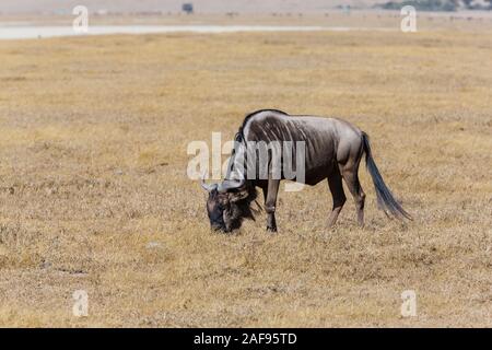 Tanzania. Il cratere di Ngorongoro, gnu al pascolo. Foto Stock