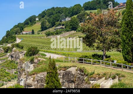 La bellissima Lavaux vino terrasses area lungo il lago di Ginevra in Svizzera Foto Stock