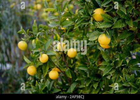 I grappoli di freschi maturi giallo dei limoni appesi sui rami di alberi vicino sfondo, soleggiata giornata calda, nessun popolo Foto Stock