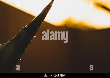 Il sole e il Golden Agave candelette Foto Stock