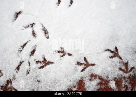 Tracce di uccelli nella neve vista dall'alto. Gli uccelli hanno camminato sul bianco della neve. Foto Stock