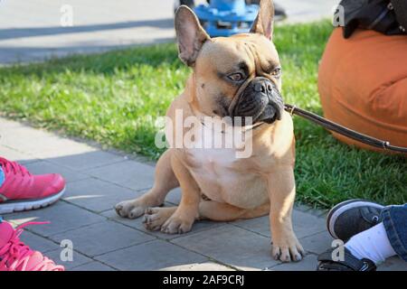 Bulldog francese siede su pavimentazioni in appoggio sulle sue zampe anteriori. Il cane è marrone con una macchia bianca sul petto. Foto Stock