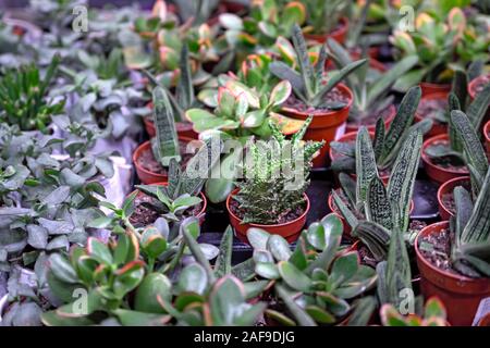 Piccolo cactus e piante succulente in vasi di argilla in un negozio di fiori. Messa a fuoco selettiva. Foto Stock