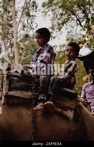 I bambini su un dromedario in India Foto Stock