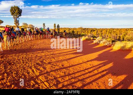 Uluru, Territorio del Nord, Australia - 20 set 19: Camel tour tramonto vicino a Uluru Foto Stock