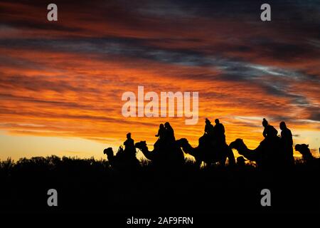 Uluru, Territorio del Nord, Australia - 20 set 19: Camel tour tramonto vicino a Uluru Foto Stock