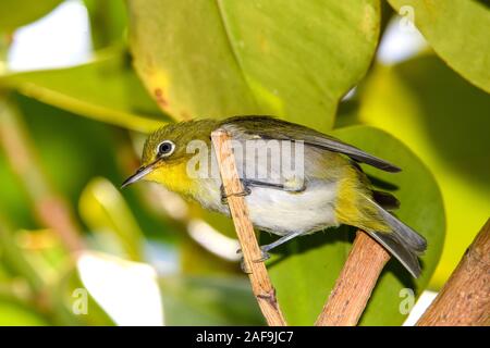 Ramage bianco-eye (Zosterops japonicus) close-up Foto Stock