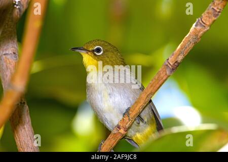 Ramage bianco-eye (Zosterops japonicus) close-up Foto Stock