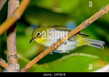 Ramage bianco-eye (Zosterops japonicus) close-up Foto Stock