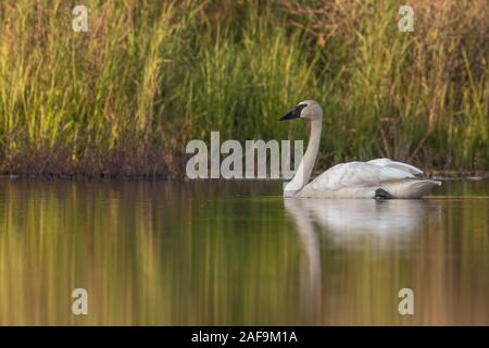 Trumpeter swan su un lago di estate in Wisconsin settentrionale. Foto Stock