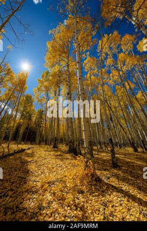 Tappeto d'oro di foglie cadute e di aspen di scoppi, Wilson Mesa, San Juan Mountains, San Miguel County, Colorado Foto Stock