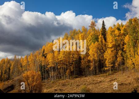 Golden aspen lungo Fall Creek Road, Wilson Mesa, San Juan Mountains, San Miguel County, Colorado Foto Stock