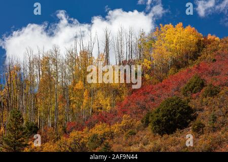 Fogliame autunnale, Wilson Mesa, San Juan Mountains, San Miguel County, Colorado Foto Stock