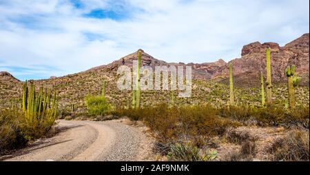Una vista dell'organo a canne Cactus Monumento Nazionale lungo Ajo Mountain Drive in Arizona meridionale Foto Stock