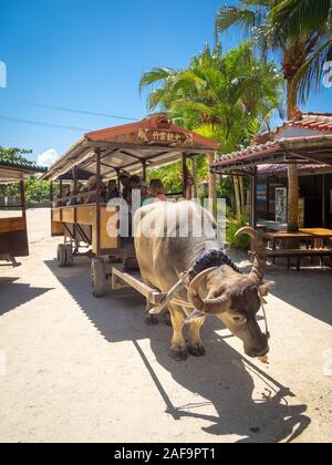 Un bufalo carrello sulla sabbia corallina strade di Isola di Taketomi Villaggio sull'Isola di Taketomi (Taketomijima), Isole Yaeyama, Giappone. Foto Stock