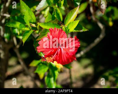 Hibiscus rosso cinese (Hibiscus rosa-sinensis), conosciuto anche come rosa cinese, hibiscus hawaiano, mallow di rosa o pianta di sciarro. Ishigaki, Okinawa, Giappone Foto Stock