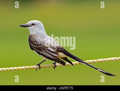 Forbice-tailed Flycatcher (Tyrannus forficatus) appollaiato sulla recinzione Foto Stock