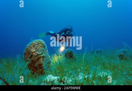 Scuba Diver al nobile rare gusci della penna (Pinna nobilis) su un'alga, Kas, Lycia, Turchia Foto Stock