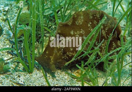 Mare a chiazze o lepre fuligginosa mare lepre (Aplysia fasciata), al mare di erba, Kas, Lykia, Turchia Foto Stock