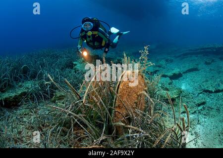 Scuba Diver al nobile rare gusci della penna (Pinna nobilis) su un'alga, bodrum, Turchia Foto Stock