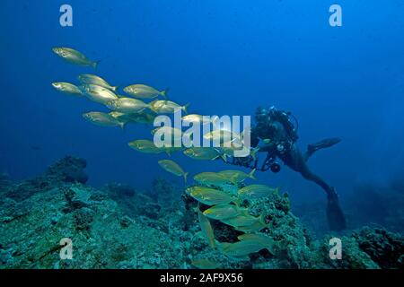 Scuba Diver e Cow Breams (Sarpa salpa), bodrum, Turchia Foto Stock